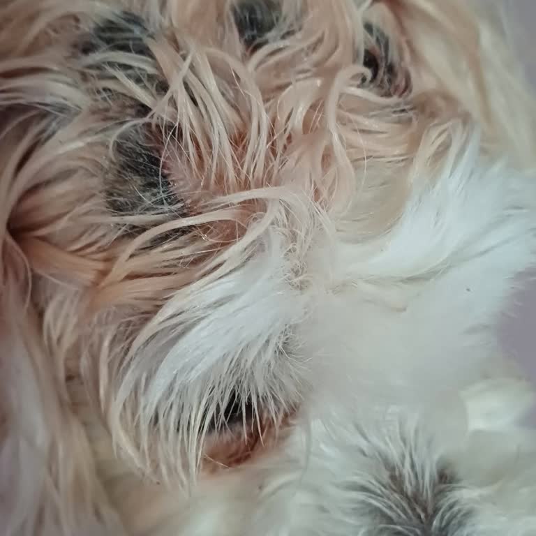 Lara Pet Kuaför (Antalya) Pet Kuaför Tıraş Öncesi Yapılan İşlem