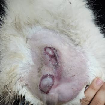 Universal Fatih Hayvan Hastanesi Tedavi Sürecinde Kedim Ölüyordu