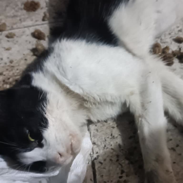 Alo 153 Hayvan Ambulansı Ekiplerin Dönüş Yapması Bölgeye Gelmesi Saatler Alıyor