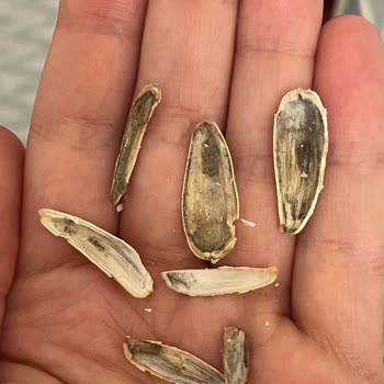 Gold Harvest Kuruyemiş A101'de Satılan Küflü Çekirdekler: Bayat Ve Sağlıksız Ürünler!