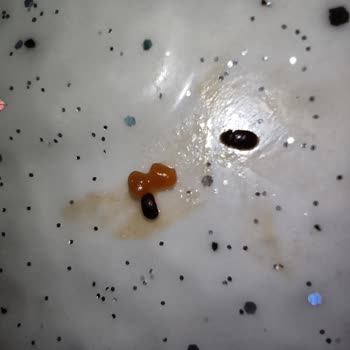 Nevgross Toptan Market Böcekli Zeyveli Gıda Tarhana Satıyor