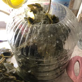 Yasmin Doğal (ege_salamur_) Bayram İçin Sipariş Edilen Ürünün Kalitesi Hakkında Şikayet