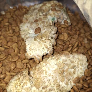 Bonnie Etli Kedi Maması Küflü