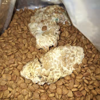 Bonnie Etli Kedi Maması Küflü