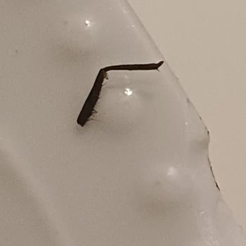 Migros Böcekli Uzman Köfte