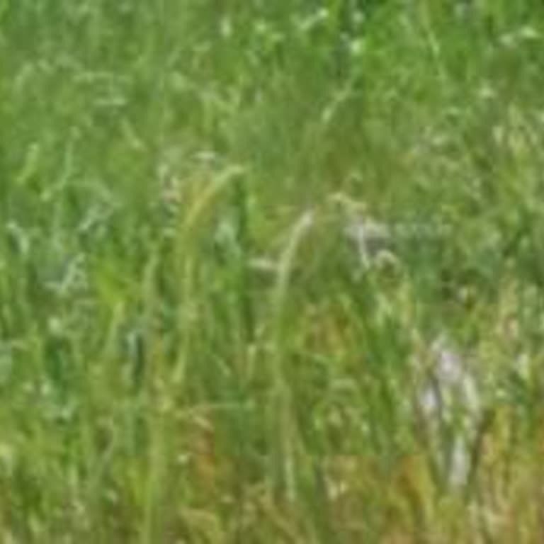 İBB - İstanbul Büyükşehir Belediyesi Avcılar Firuzköy Mezarlığı