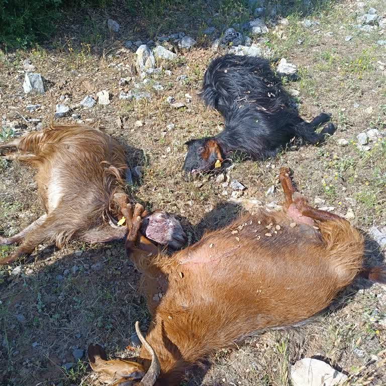 Tarım ve Orman Bakanlığı Kurt Saldırısına Uğradı Surum