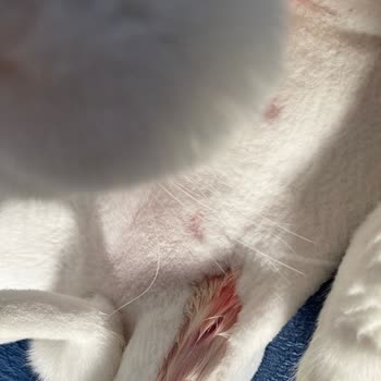 Maysiva Veteriner Kliniği Bazen Oluyor Böyle Şeyler!