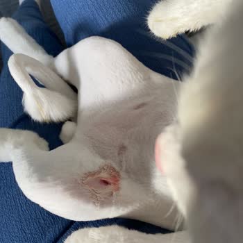 Maysiva Veteriner Kliniği Bazen Oluyor Böyle Şeyler!