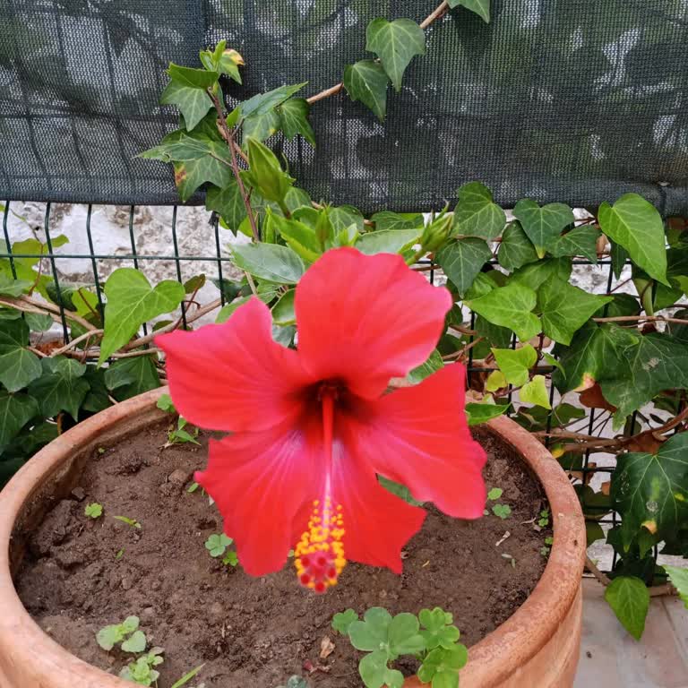 Rüzgar Botanik Hatalı Ürün Gönderimi Ve İlgilenmeme