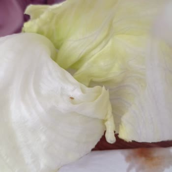 Komagene Yeşillikler Böcekli Çıktı