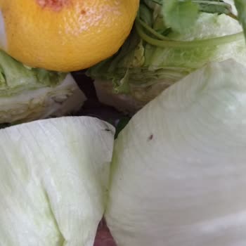 Komagene Yeşillikler Böcekli Çıktı