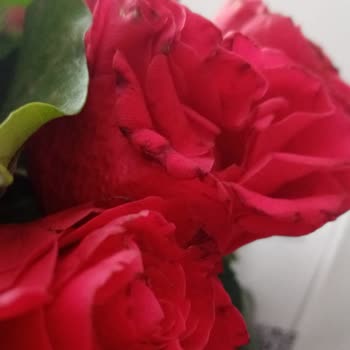 Çiçek Sepeti Çürümüş Güller Satıyor