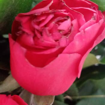 Çiçek Sepeti Çürümüş Güller Satıyor