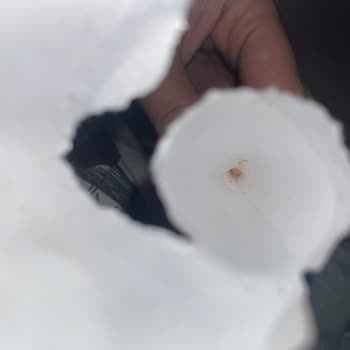 Ozmo Cornet Kurtlu Çıktı