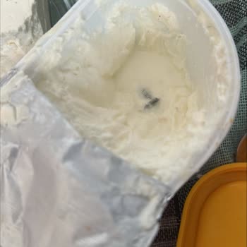 Torku Labneden Vida Çıktı