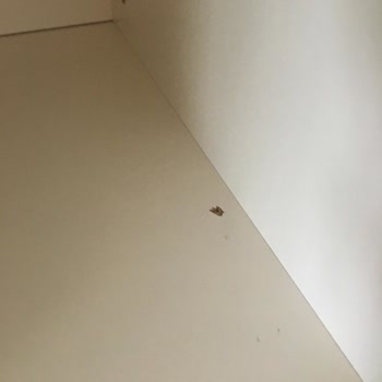 Kelebek Mobilya Servis Ve Şubede Sıkıntı