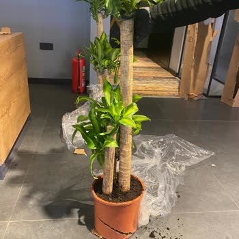 Es Plante Eksik Ürün Gönderimi