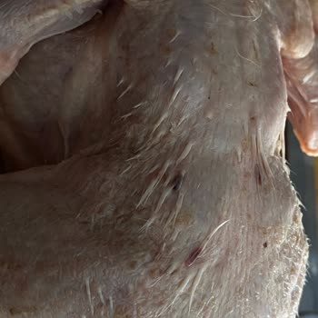 Lezita Tavuk Tüyleri Duruyor