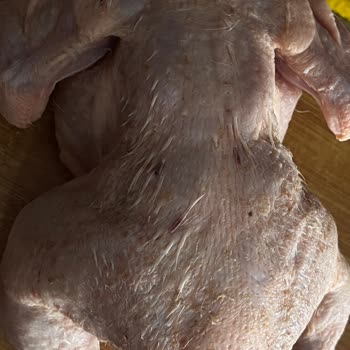 Lezita Tavuk Tüyleri Duruyor