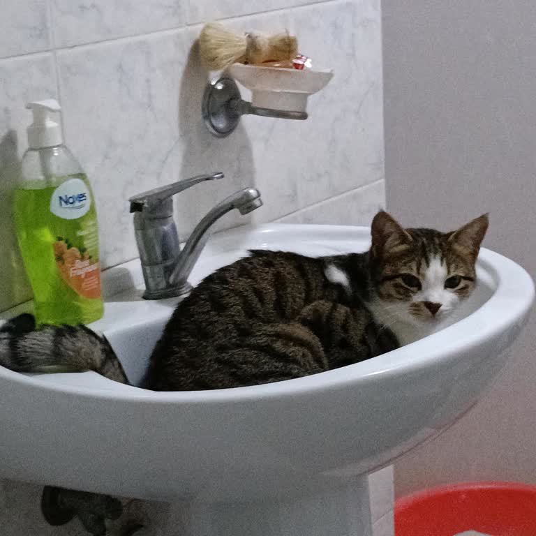 Uludağ Üniversitesi Veterinerlik Fakültesi Hayvan Hastanesi