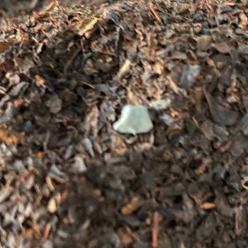 Lipton Yellow Label Çay