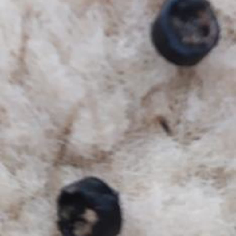 Cochlear Fahiş Fiat Aşırı Yüksek Fiat