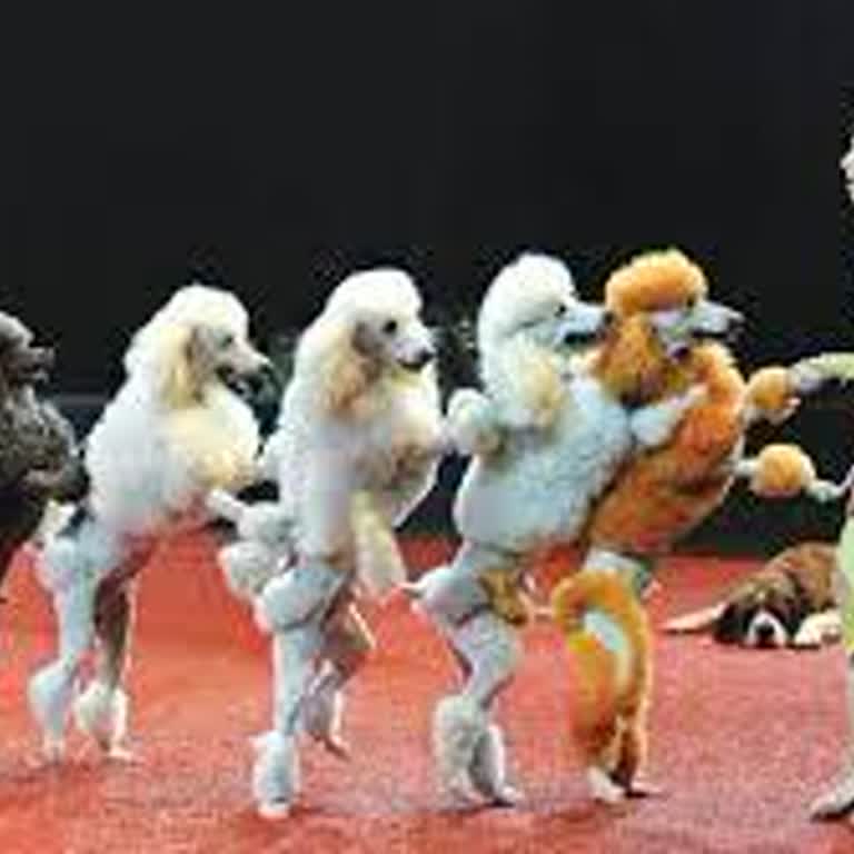 TÜRKSAT Kablo Net İnternet Dağıtıcısı Değil Sirk Şubesi