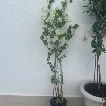 Fidan İstanbul. Kalitesiz Yanlış Ölçü Çiçek