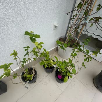 Fidan İstanbul. Kalitesiz Yanlış Ölçü Çiçek