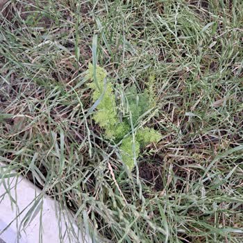 Eko Garden Bahçe Bitkilerinde De Mağduriyet!