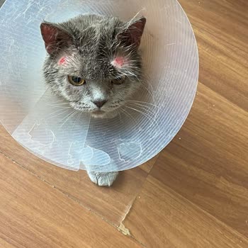 Farmina N&D Grain-Free Salmon Neutered Cat Food Causes Allergic Reactions