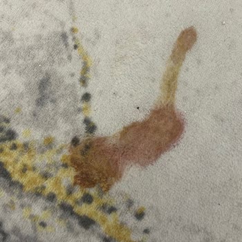 Royal Canin Royalcanin Заставил Мою Кошку Рвать Кровью