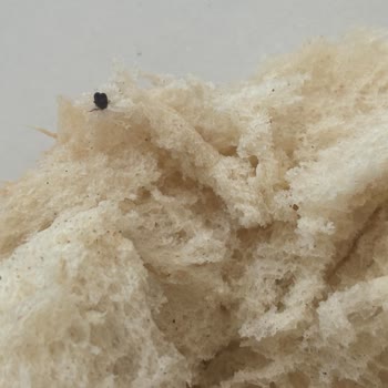 A101 Ekmeğin İçinden Böcek Çıktı