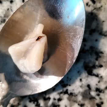 BİM Mantı Haşare Çıktı