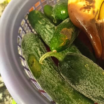 Bosch Termoteknoloji Bosch Marka Buzdolabı Donduruyor