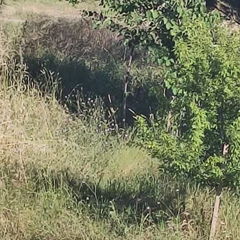 Bursa Nilüfer Belediyesi 19 Mayıs Mahallesi Cam Parkı Otlar