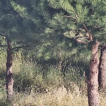 Bursa Nilüfer Belediyesi 19 Mayıs Mahallesi Cam Parkı Otlar