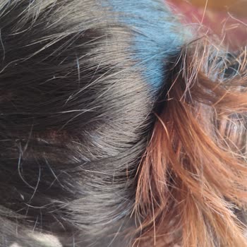 Schwarzkopf&Henkel Palette Saç Boyası