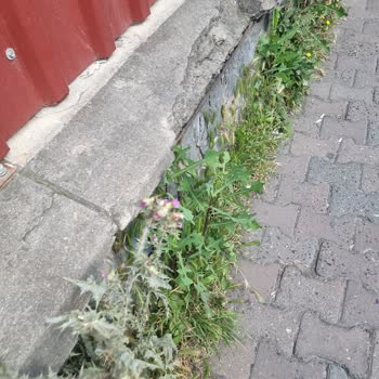 Zeytinburnu Belediyesi Park Ve Bahçeler
