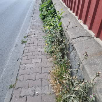 Zeytinburnu Belediyesi Park Ve Bahçeler