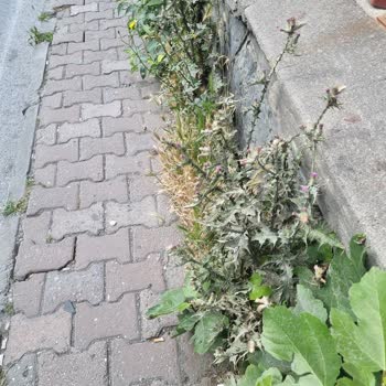 Zeytinburnu Belediyesi Park Ve Bahçeler