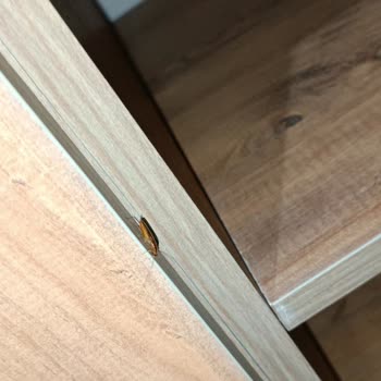 Aswana Otel Şanlıurfa'da Hamam Böceği Sorunu!