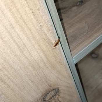 Aswana Otel Şanlıurfa'da Hamam Böceği Sorunu!