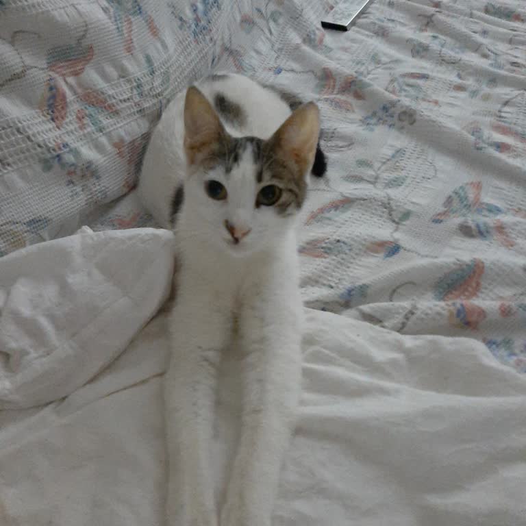 Turkcell Superbox Cihaz Bedeli