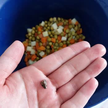 Tamek Mi Taş Mı Hangisini İstersiniz?