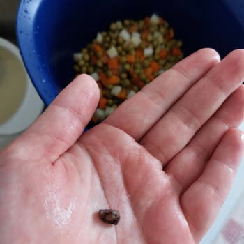 Tamek Mi Taş Mı Hangisini İstersiniz?