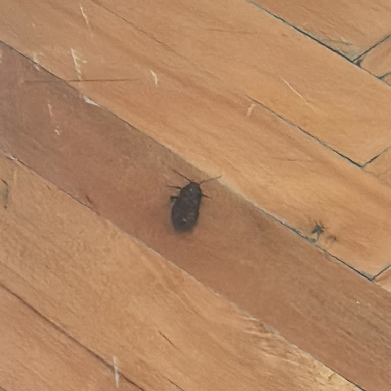 Çankaya Belediyesi Ankara Çankaya Cebeci Mah. Hamam Böceği Sorunu