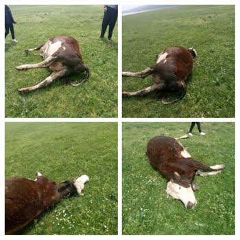 Merada TARSİM Genel Müdürü Ne