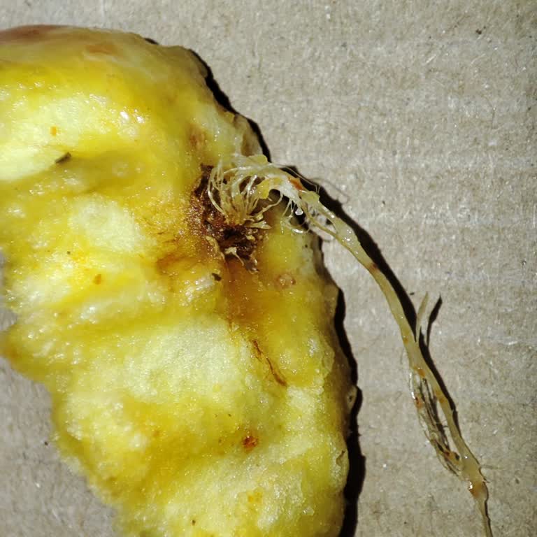 Ohannes Burgerde Filizlenmiş Patates!
